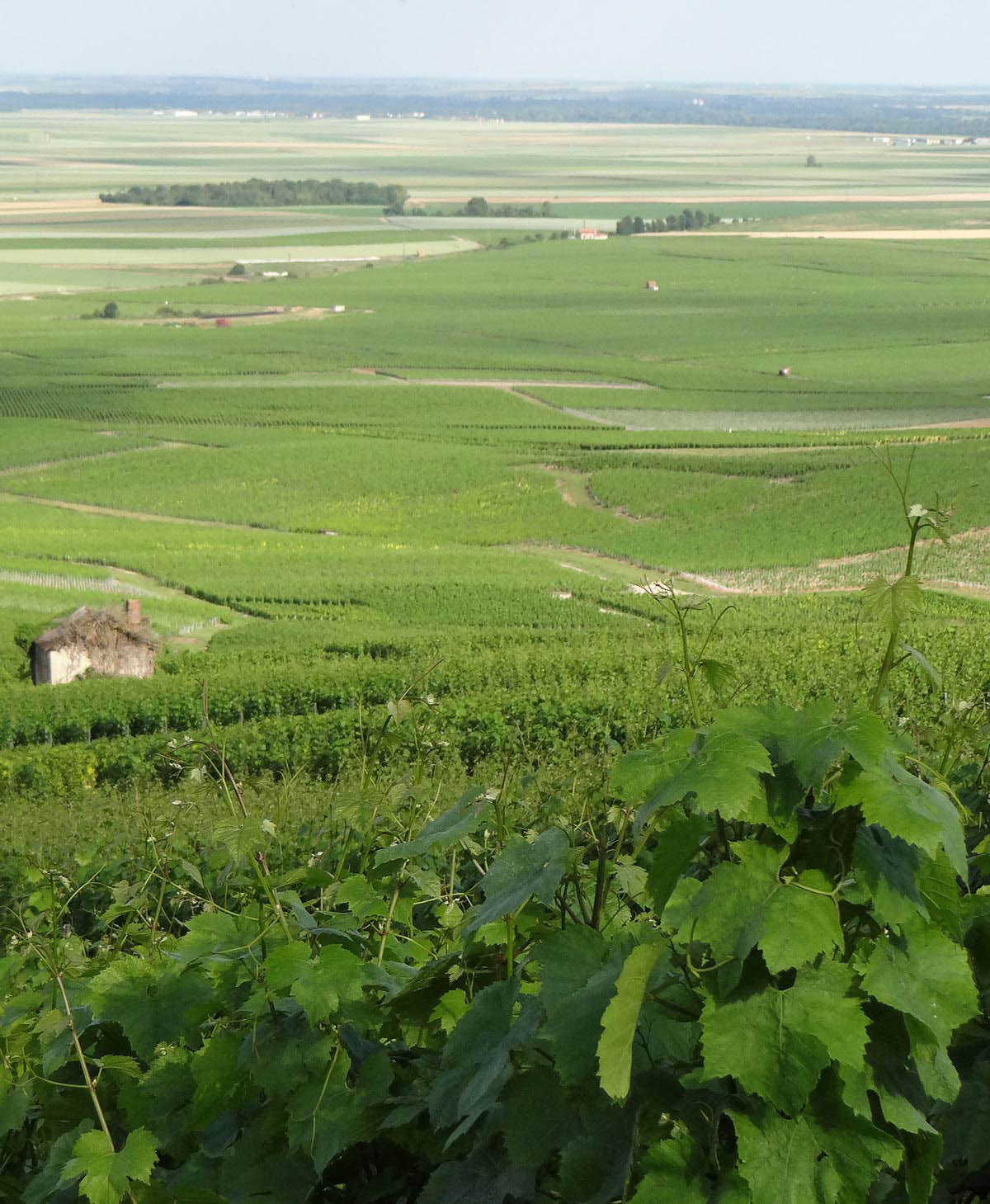 Rolling vineyards of healthy vines